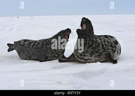 Cappuccio di tenuta (Cystophora cristata), femmina maschio insegue Foto Stock