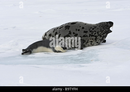 Cappuccio di tenuta (Cystophora cristata), femmina con pup (meno di 4 giorni di età) su ghiaccio Foto Stock