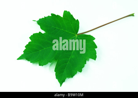 Acero di monte (Acer pseudoplatanus) foglie studio immagine Foto Stock
