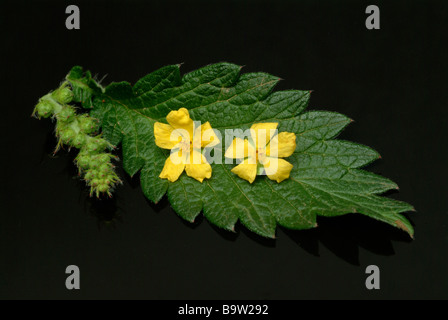 Piante medicinali comuni odermennig agrimonia agrimonia eupatoria Foto Stock