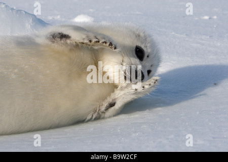 Guarnizione arpa (Pagophilus groenlandicus). Giocoso pup (camice bianco) su ghiaccio Foto Stock