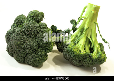 Greenspouting Broccoli (Brassica oleracea var. silvestris), carnosa le teste dei fiori, studio immagine Foto Stock