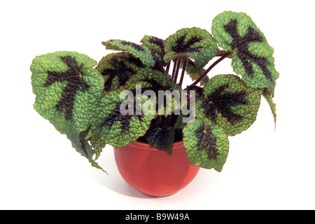 Rex Begonia ,foglie dipinte di Begonia (Begonia rex ibrido) pianta in vaso ,studio immagine Foto Stock