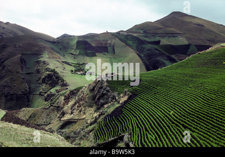 Campi coltivati nelle Ande della provincia di Cotopaxi Ecuador Foto Stock