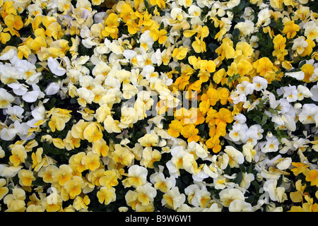 Pansies giallo in London park Foto Stock