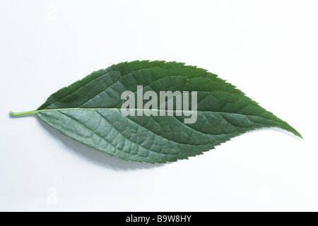 Hardy albero di Caucciù, guttaperca Tree (Eucommia ulmoides), foglia, studio immagine Foto Stock