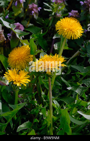 Tarassaco le teste dei fiori Foto Stock