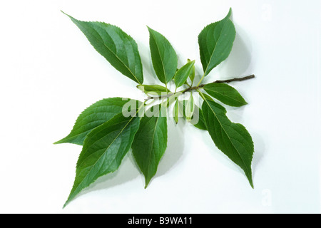 Hardy albero di Caucciù, guttaperca Tree (Eucommia ulmoides), ramoscello con foglie, studio immagine Foto Stock