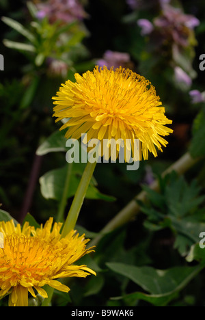 Tarassaco con fiore Foto Stock