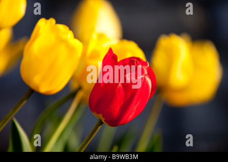 Unico Red Tulip nel campo del giallo Foto Stock