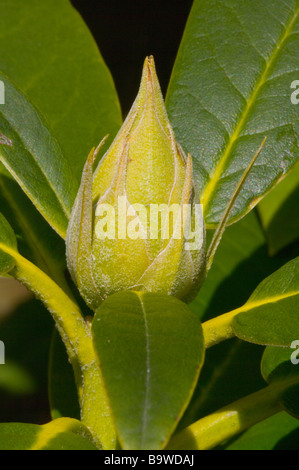 Germogliando Rhododendron Bud Foto Stock