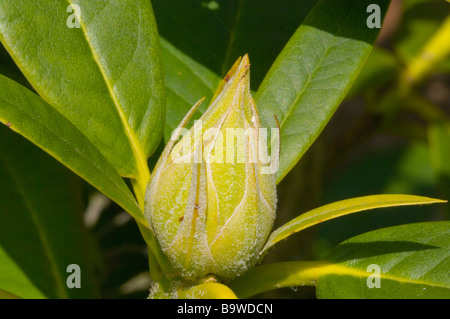 Germogliando Rhododendron Bud Foto Stock