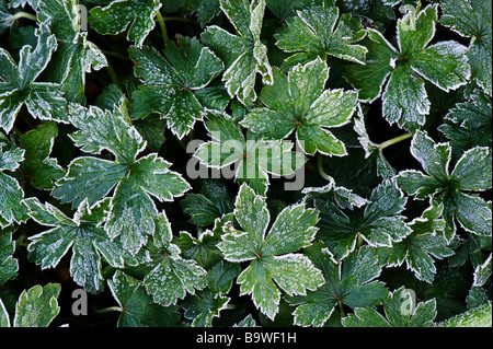 Hardy piante di geranio coperto di brina Foto Stock