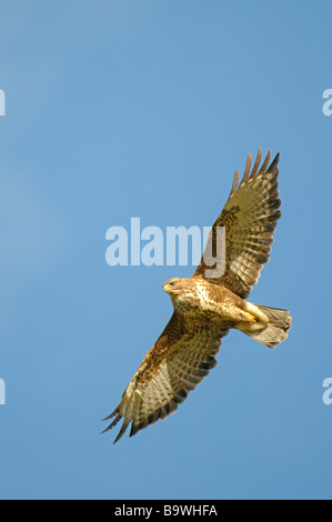 Comune poiana adulto in volo Galles overhead Gennaio Foto Stock