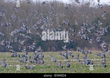 Woodpigeon Columba palumbus gregge di prendere il volo dal campo di seminativi Hertfordshire Febbraio Foto Stock