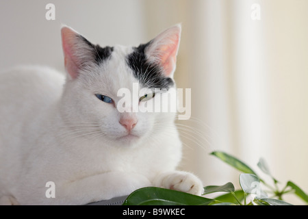 Un giovane gatto bianco e nero con occhi dispari (Felis catus) di umore pensivo che guarda direttamente alla fotocamera Foto Stock