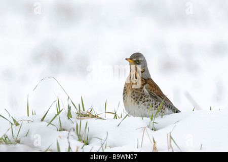 Allodole Cesene Beccacce Turdus pilaris in giardino in caso di gelo con  neve sul terreno Norfolk febbraio Foto stock - Alamy