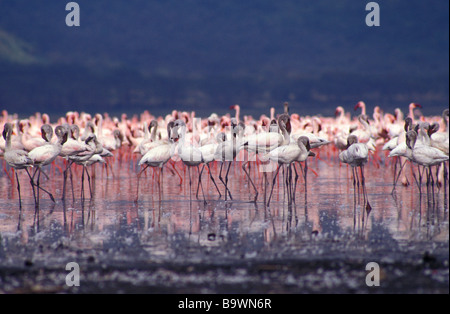 Fenicotteri rosa sul lago Nakuru kenya Foto Stock