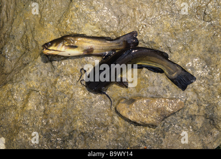 American catfish Ictalurus melas, dalla valle del Rodano in Francia. Fotografato 20 Maggio Foto Stock