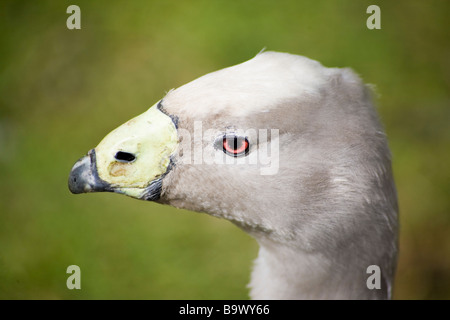 Cape sterile oca. Martin Mere, Wigan Greater Manchester, Lancashire, Regno Unito. Foto Stock