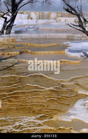 Il travertino giallo piscine con nebbia e gli alberi morti presso la terrazza principale a Mammoth Hot Springs Yellowstone National Park Wyoming usa in inverno Foto Stock