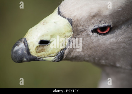 Cape sterile oca. Martin Mere, Wigan Greater Manchester, Lancashire, Regno Unito. Foto Stock