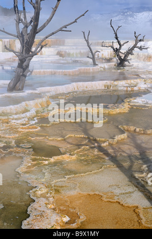 Giallo e blu acqua di piscine in travertino presso la terrazza principale a Mammoth Hot Springs Yellowstone National Park Wyoming usa in inverno Foto Stock