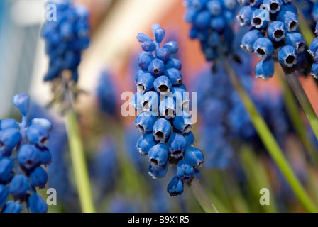 Fiori blu - Romanticismo - amore e desiderio Foto Stock