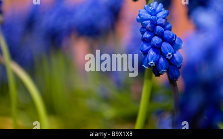 Fiori blu - Romanticismo - amore e desiderio Foto Stock