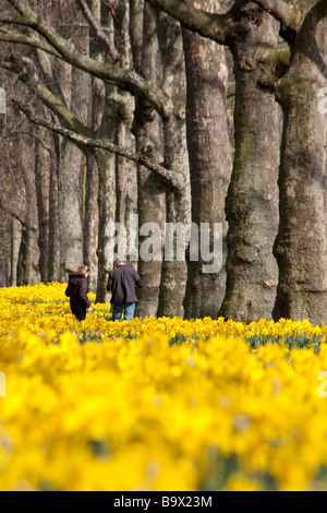 Giovane camminare tra i narcisi in St James Park. London, England, Regno Unito Foto Stock