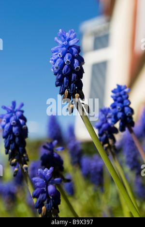 Fiori blu - Romanticismo - amore e desiderio Foto Stock