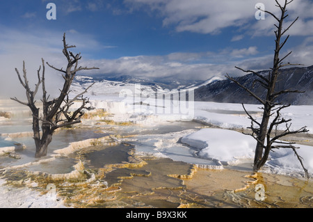 Gli alberi morti e fumante piscine in travertino con neve presso la terrazza principale a Mammoth Hot Springs Yellowstone National Park Wyoming usa in inverno Foto Stock