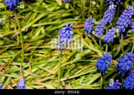 Fiori blu - Romanticismo - amore e desiderio Foto Stock