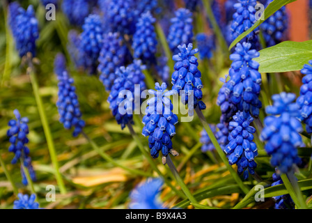 Fiori blu - Romanticismo - amore e desiderio Foto Stock