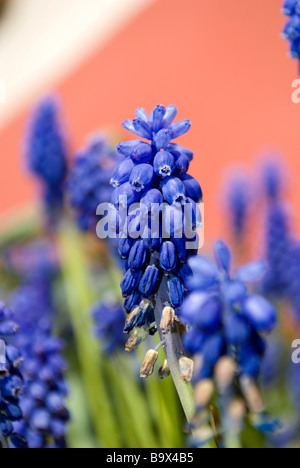 Fiori blu - Romanticismo - amore e desiderio Foto Stock