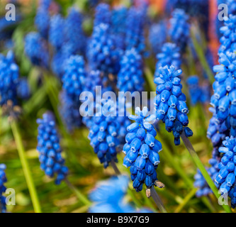 Fiori blu - Romanticismo - amore e desiderio Foto Stock