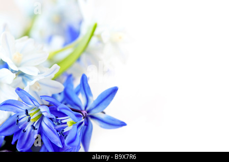 Sfondo floreale di primi fiori di primavera close up Foto Stock