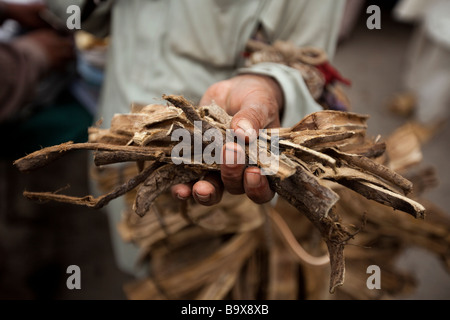 Un uomo pakistano mostra off bastoni fuori da un albero di neem che sono usati per molti scopi medicinali compresi essendo uno spazzolino da denti di base. Foto Stock