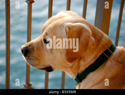 Il Labrador Retriever ritratto Foto Stock