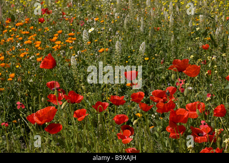 Cornfield marocchino erbacce papaveri mignonette bianco Le calendule etc a nord-est di Marrakech marocco Foto Stock