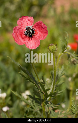 Ruvido al papavero Papaver hybridum fiori e frutta raro cornfield infestante NEL REGNO UNITO Foto Stock