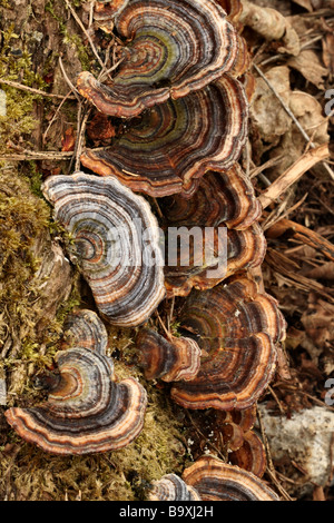 Questa disposizione di colori della Turchia funghi coda Trametes versicolor è stato trovato che cresce su legno di decadimento Foto Stock