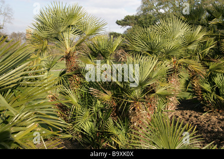 Chusan Palm aka Windmill Palm o il cinese Windmill Palm, trachycarpus fortunei, Arecaceae, Cina Foto Stock