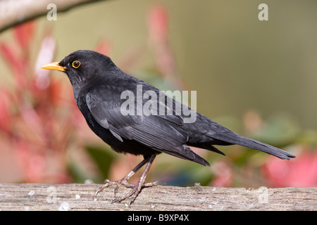 Maschio nero uccello Turdus merula Turdidae Foto Stock