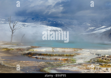 Gli alberi morti e a vapore piscina turchese presso la terrazza principale a Mammoth Hot Springs yellowstone national park wyoming in inverno Foto Stock