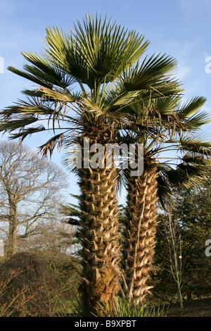 Chusan Palm aka Windmill Palm o il cinese Windmill Palm, trachycarpus fortunei, Arecaceae, Cina Foto Stock