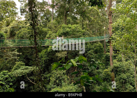 La foresta pluviale il pontile di Danum Valley Conservation Area Sabah Borneo Foto Stock