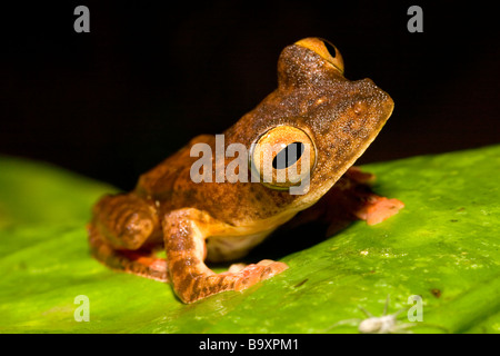 Arlecchino Raganella Rhacophorus pardalis Danum Valley Conservation Area Sabah Borneo Foto Stock