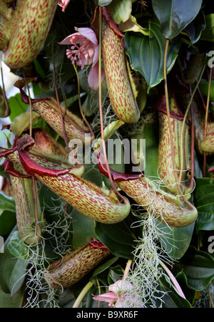 Brocca tropicali piante o tazze di scimmia, carnivoro pianta brocca, Nepenthes 'Miranda', Nepenthaceae, Filippine Foto Stock