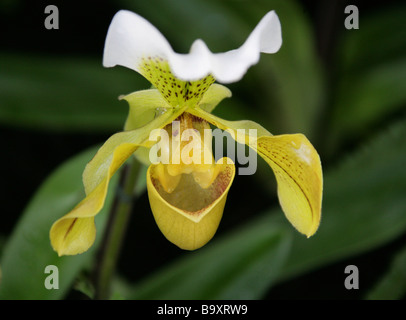 Signora giallo Slipper Orchid, Paphiopedilum sp. Orchidaceae Foto Stock